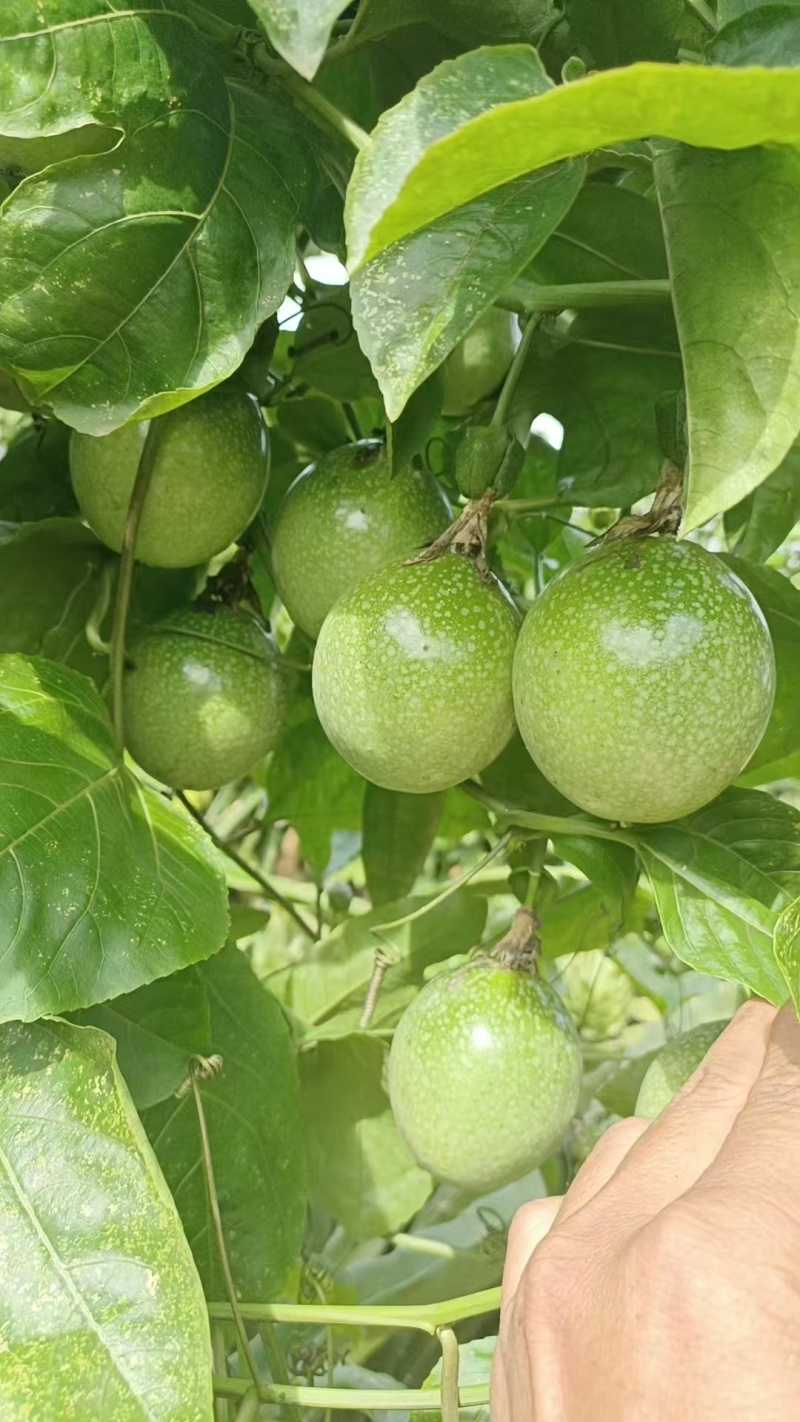百香果（市场，电商，工厂货）