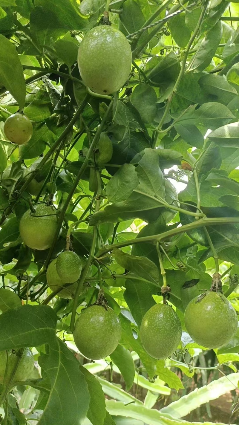 百香果（市场，电商，工厂货）