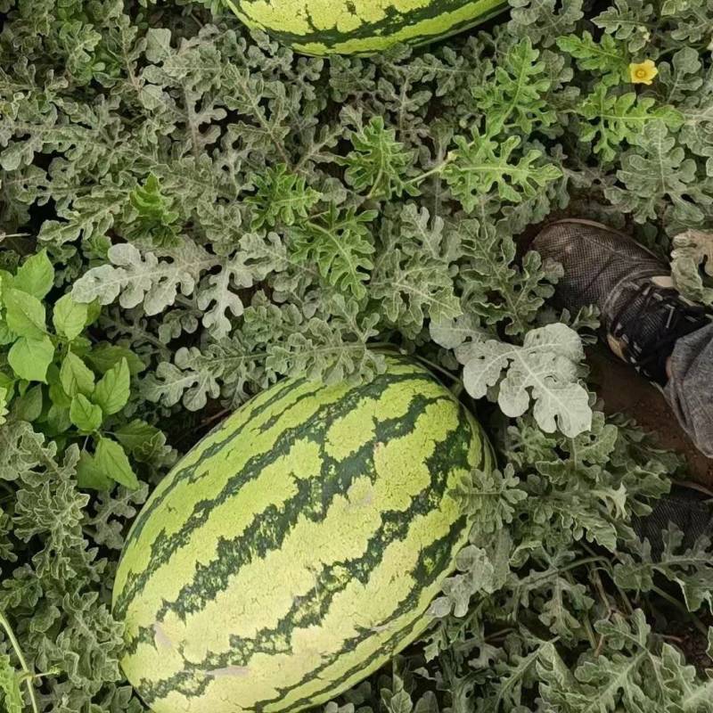 宁夏硒砂瓜大量供应中头茬现摘现发热卖中