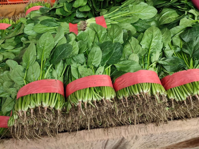 大叶菠菜阳谷大棚蔬菜叶菜货源稳定常年供应产地