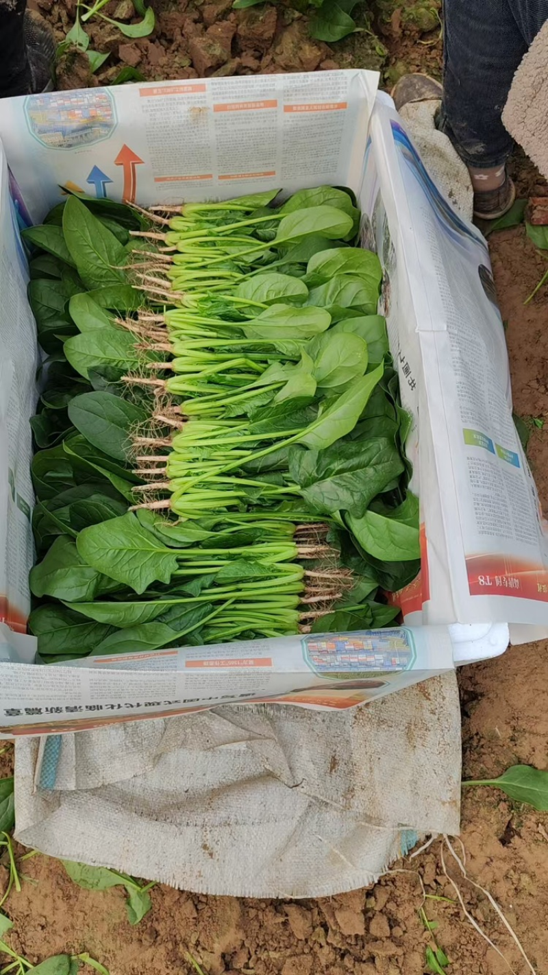 大叶菠菜阳谷大棚蔬菜叶菜货源稳定常年供应产地