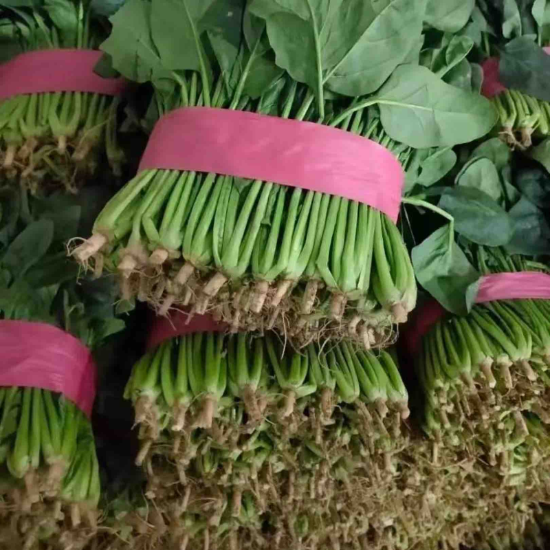 大叶菠菜阳谷大棚蔬菜叶菜货源稳定常年供应产地