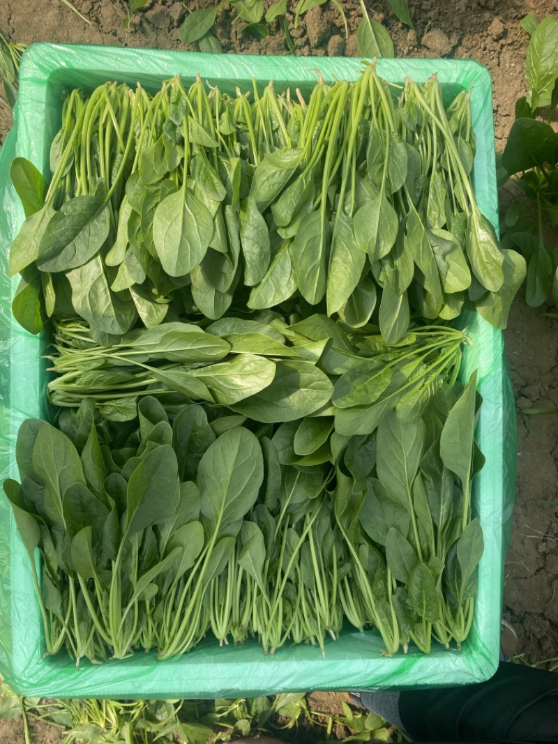 大叶菠菜阳谷大棚蔬菜叶菜货源稳定常年供应产地