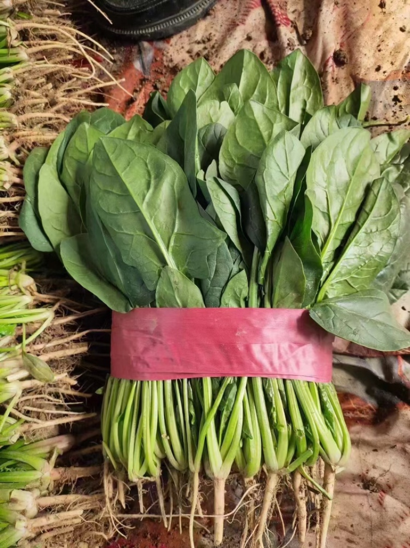 大叶菠菜阳谷大棚蔬菜叶菜货源稳定常年供应产地