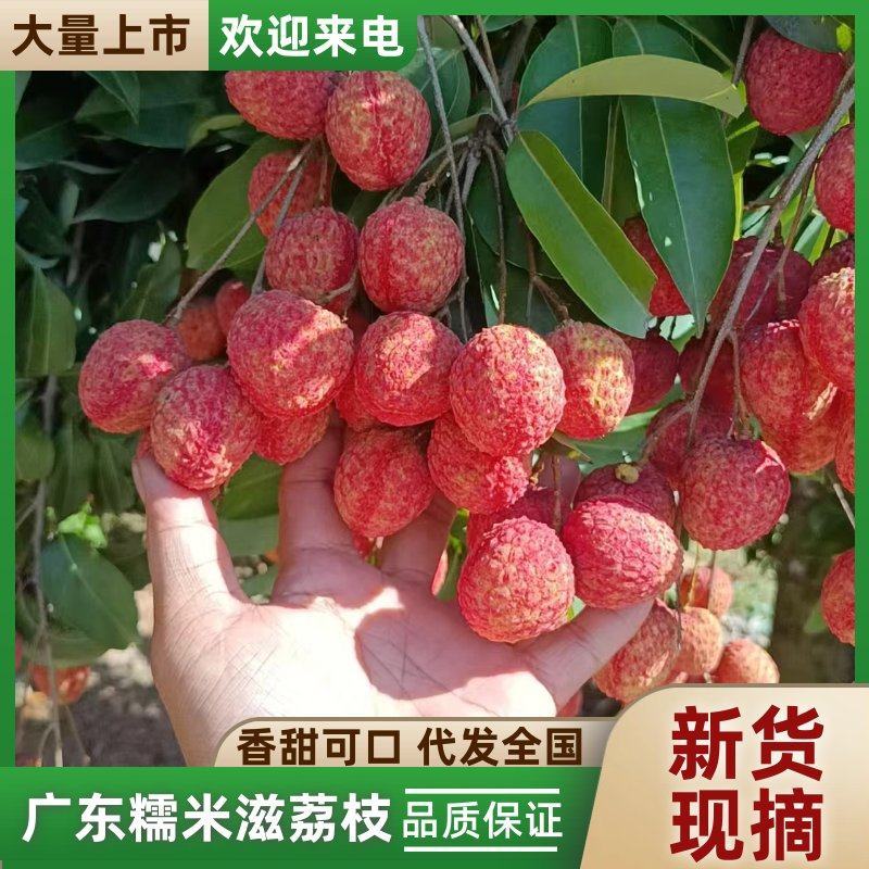 广东糯米滋荔枝，产地直发，一手货源视频看货全国发货