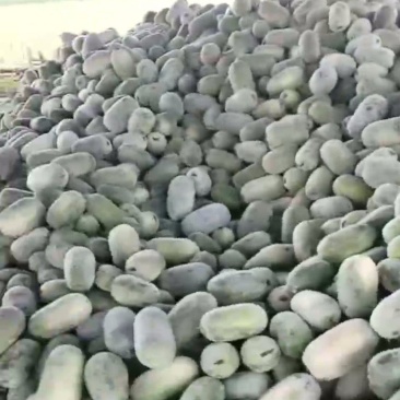 水果冬瓜大量上市
