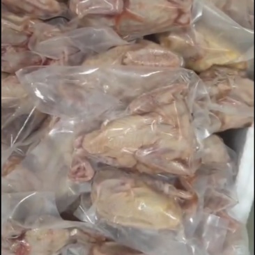 【精品现货】肉鸽乳鸽厂家供应，一手货源对接各大市场餐厅可发