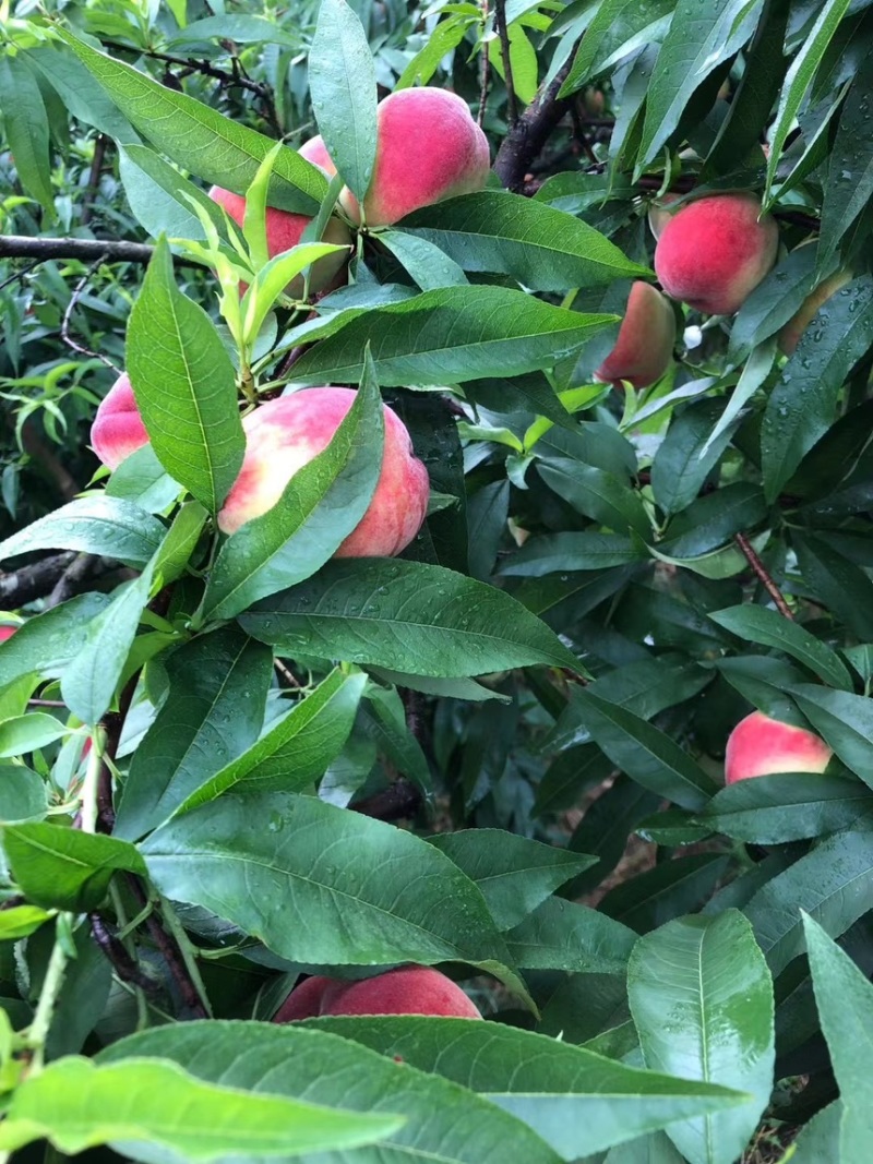 美脆桃