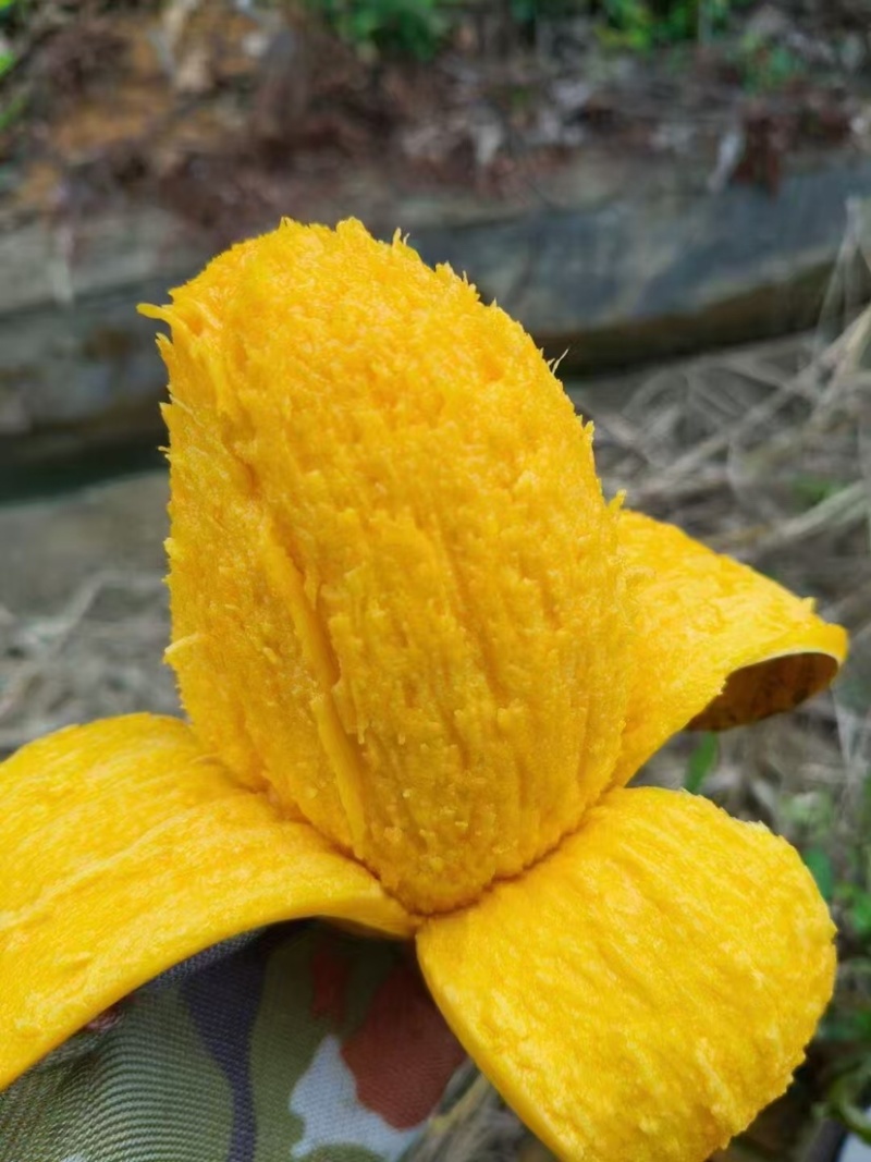 广西百色精品芒果，口感好，品相好，大量有货欢迎订购
