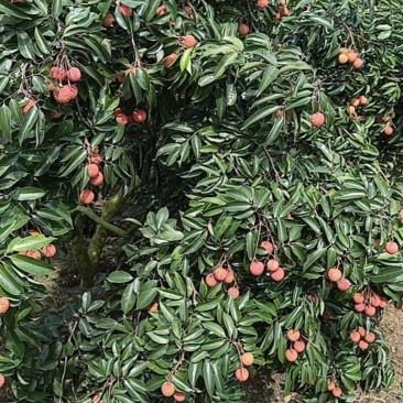 南宁横县桂味荔枝