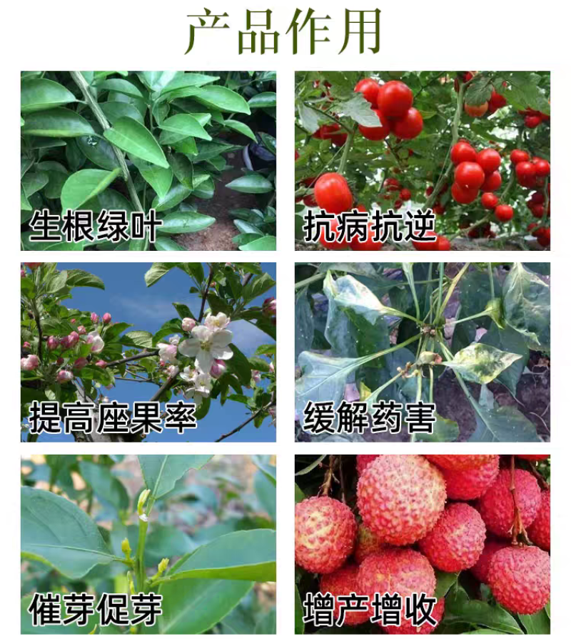 24-表芸赤霉酸植物生长调节剂促花催芽缓解药害辅助生长