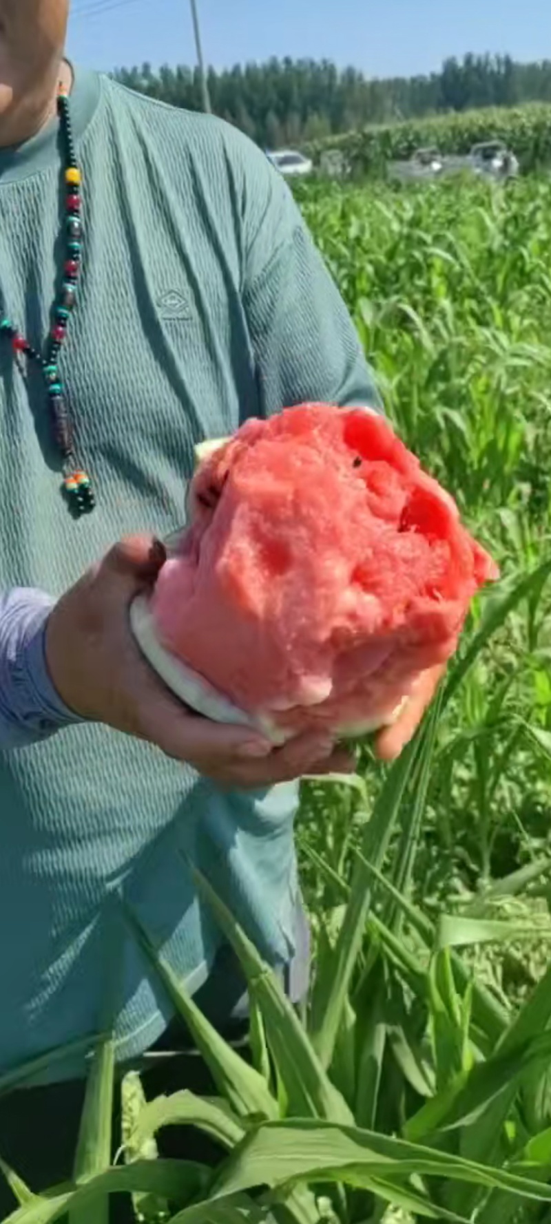 京欣西瓜，无籽美都麒麟，大鹏有子美都