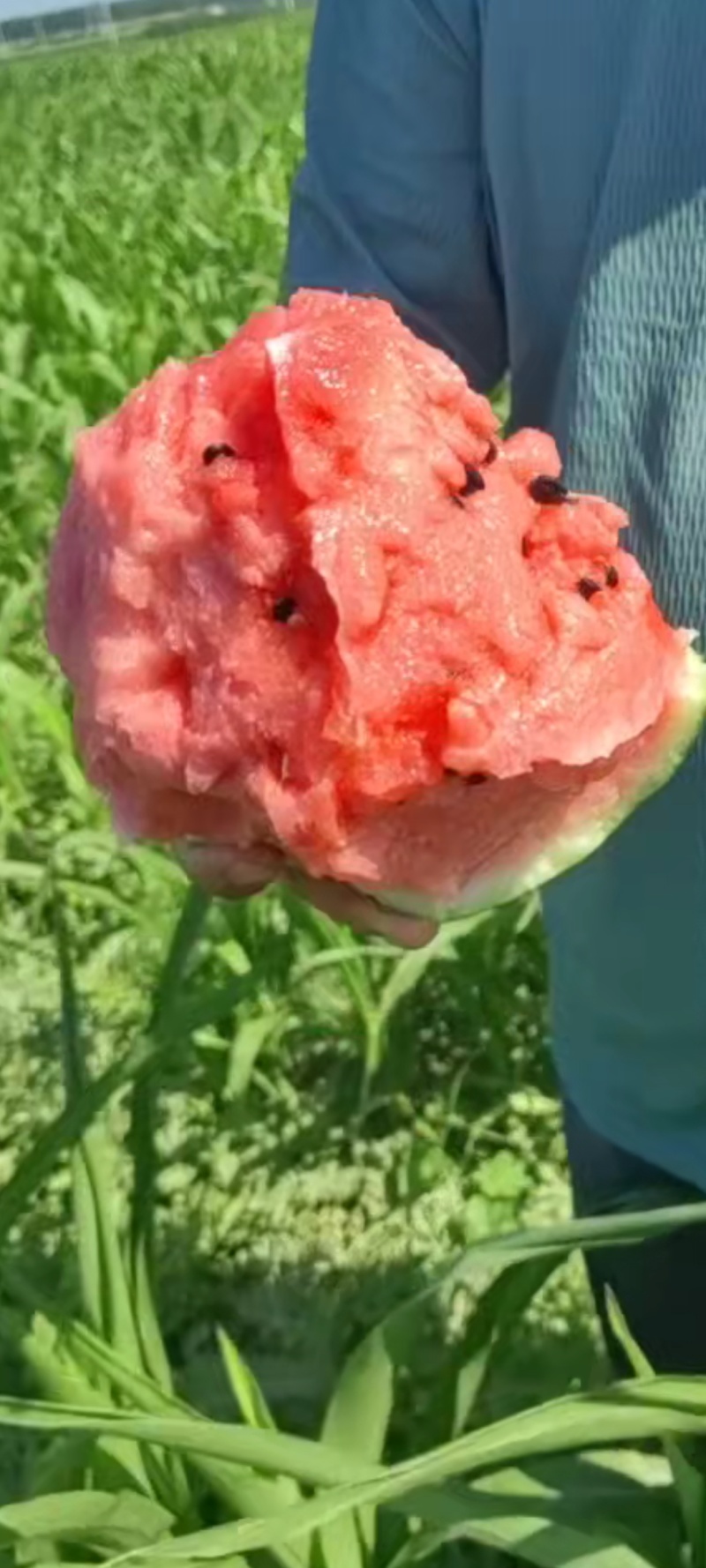 京欣西瓜，无籽美都麒麟，大鹏有子美都