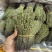独脚金新货，颜色青绿，无包芯