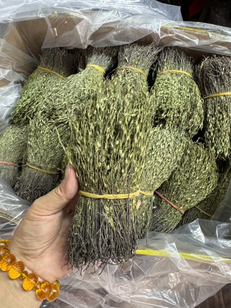 独脚金新货，颜色青绿，无包芯