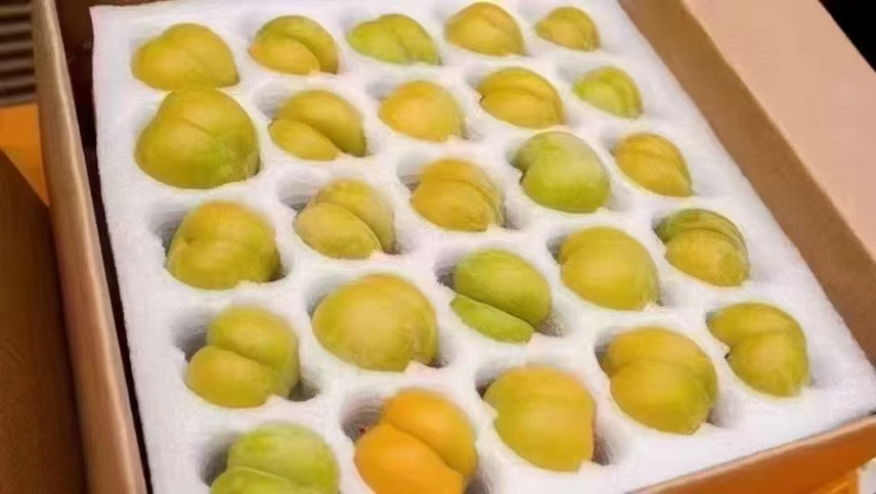 中国六马蜂糖李批发