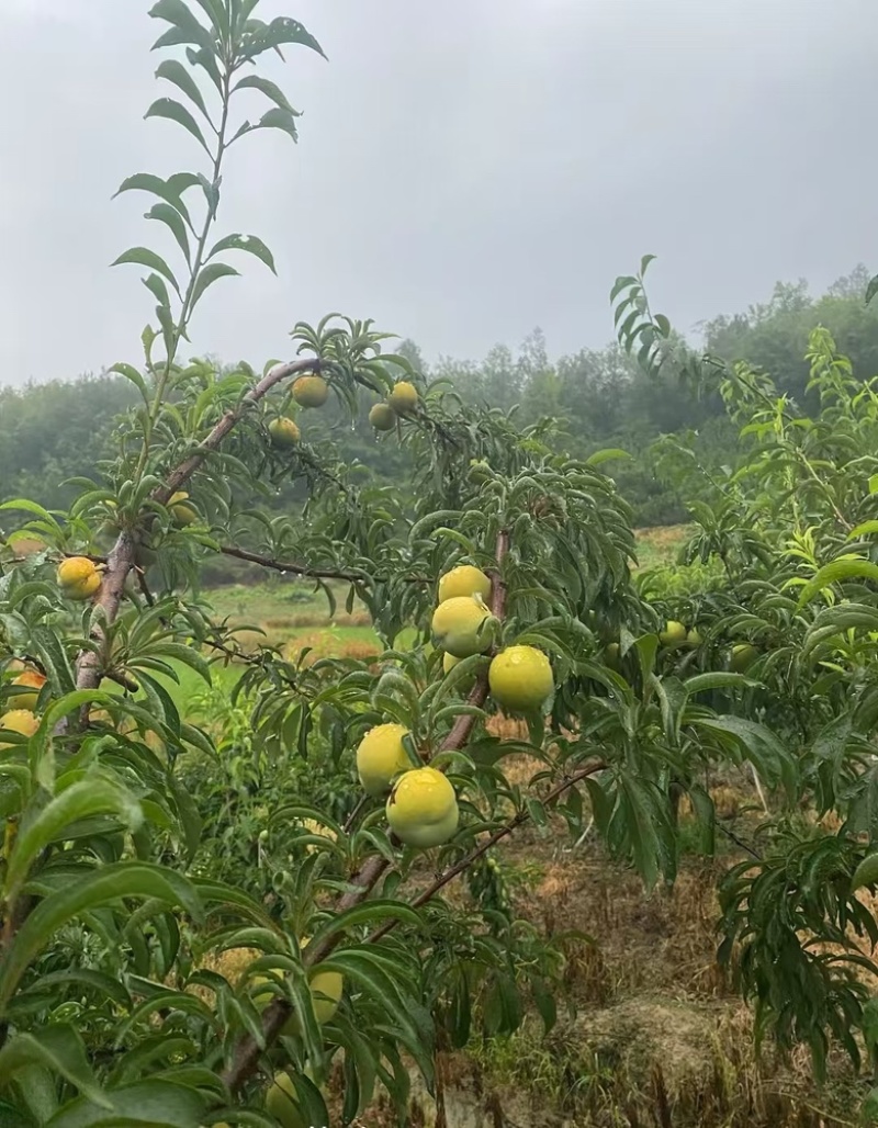 中国六马蜂糖李批发