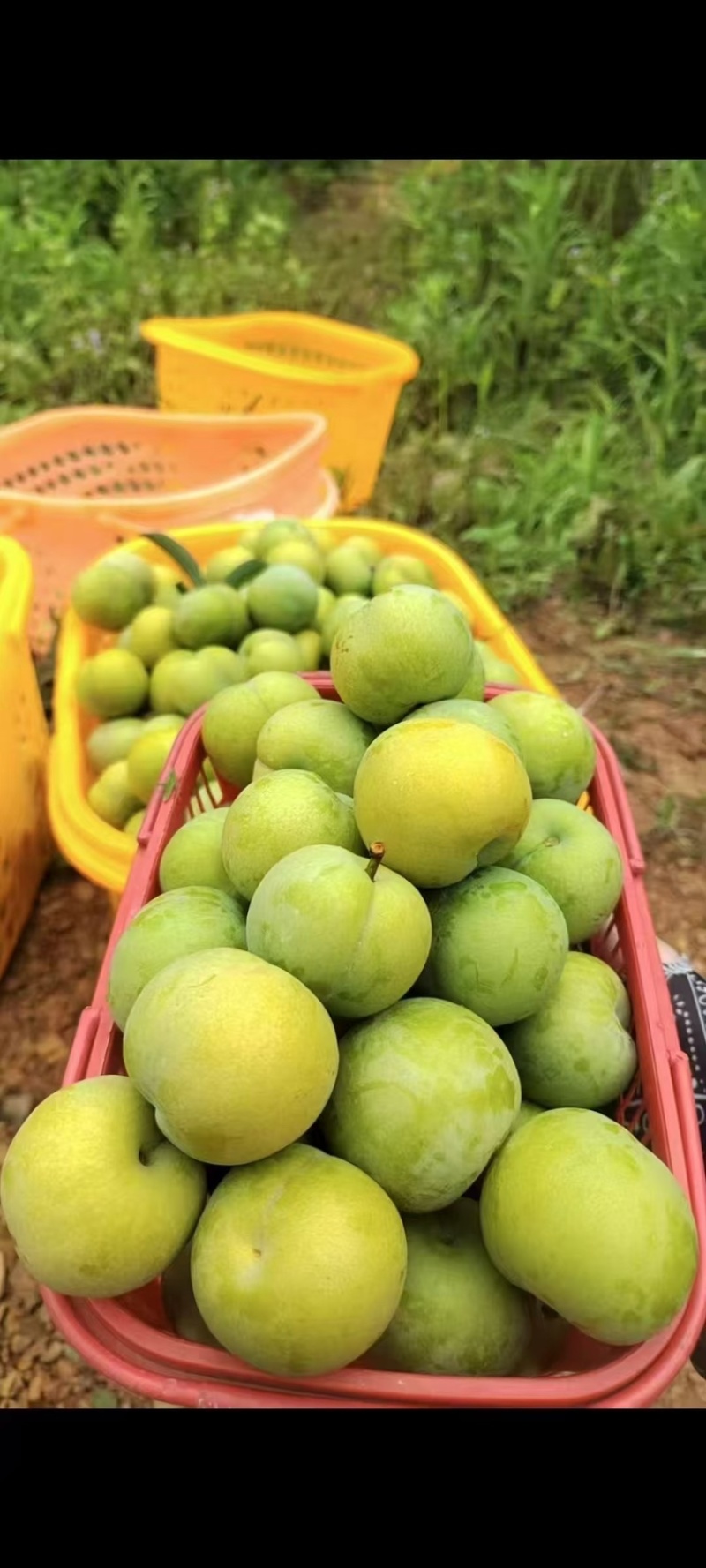 中国六马蜂糖李批发