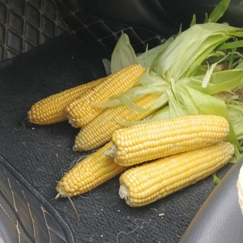 大量甜玉米上市太阳花…糯玉米上市…也有便宜工厂货