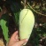 海南昌江黎族自治县金煌芒3-4万斤