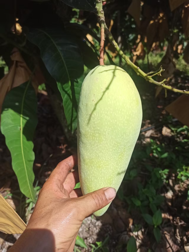 海南昌江黎族自治县金煌芒3-4万斤