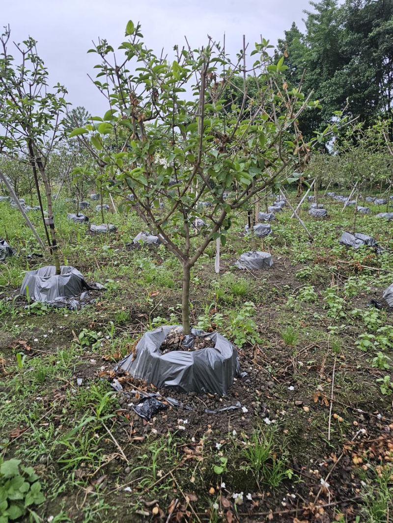 中华木绣球45美植袋苗
