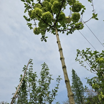 中华木绣球45美植袋苗