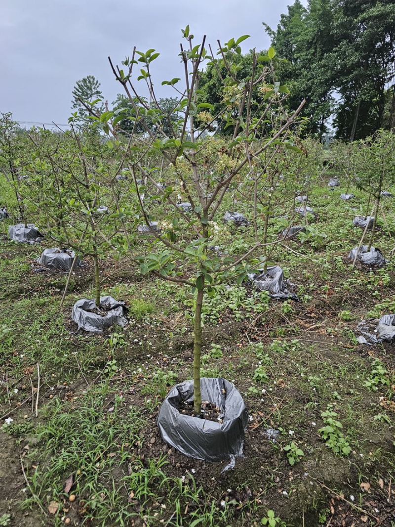 中华木绣球45美植袋苗