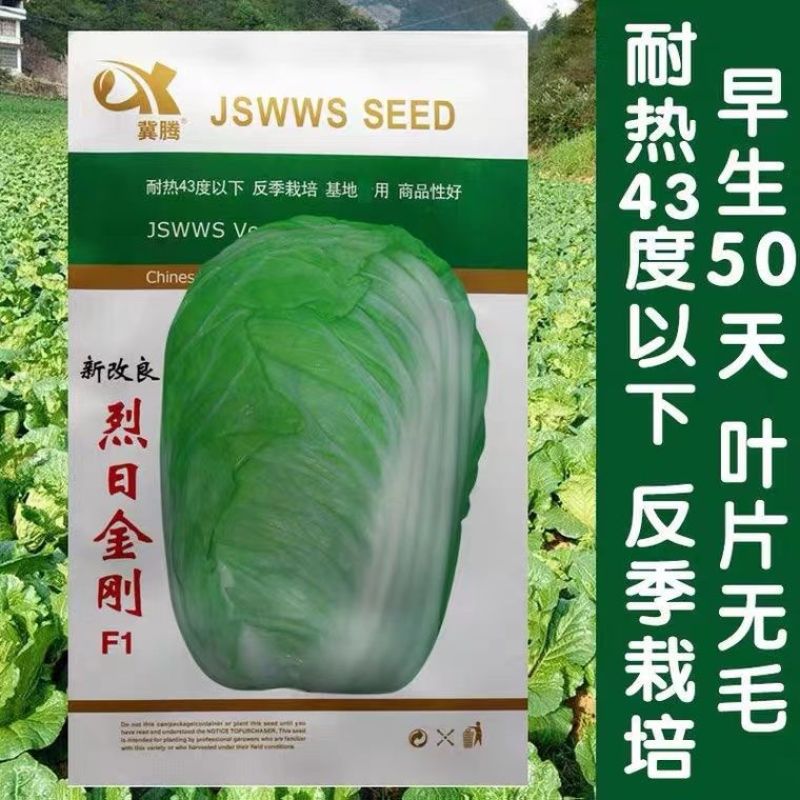 夏季耐热白菜种子夏季耐高温早秋白菜早熟白菜种子