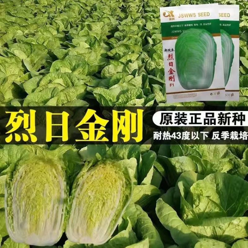 夏季耐热白菜种子夏季耐高温早秋白菜早熟白菜种子