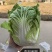 夏季耐热白菜种子夏季耐高温早秋白菜早熟白菜种子