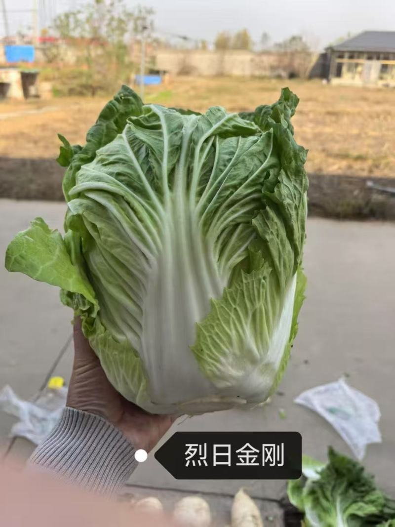 夏季耐热白菜种子夏季耐高温早秋白菜早熟白菜种子