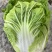 夏季耐热白菜种子夏季耐高温早秋白菜早熟白菜种子