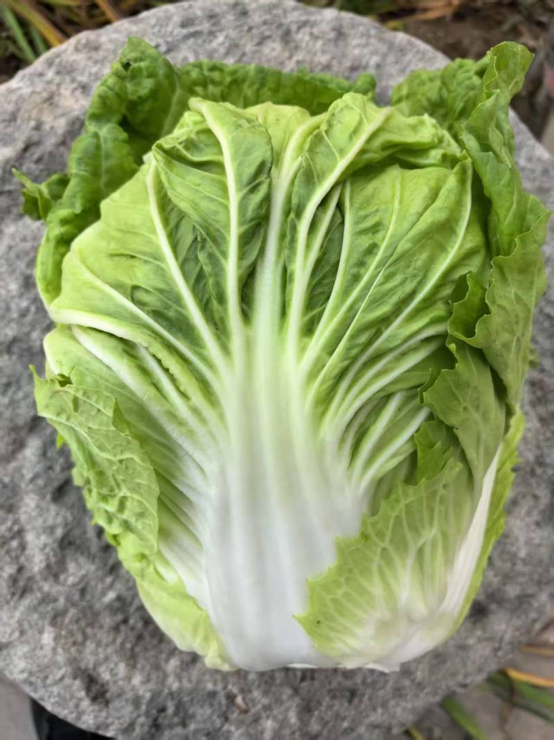 夏季耐热白菜种子夏季耐高温早秋白菜早熟白菜种子