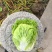 夏季耐热白菜种子夏季耐高温早秋白菜早熟白菜种子