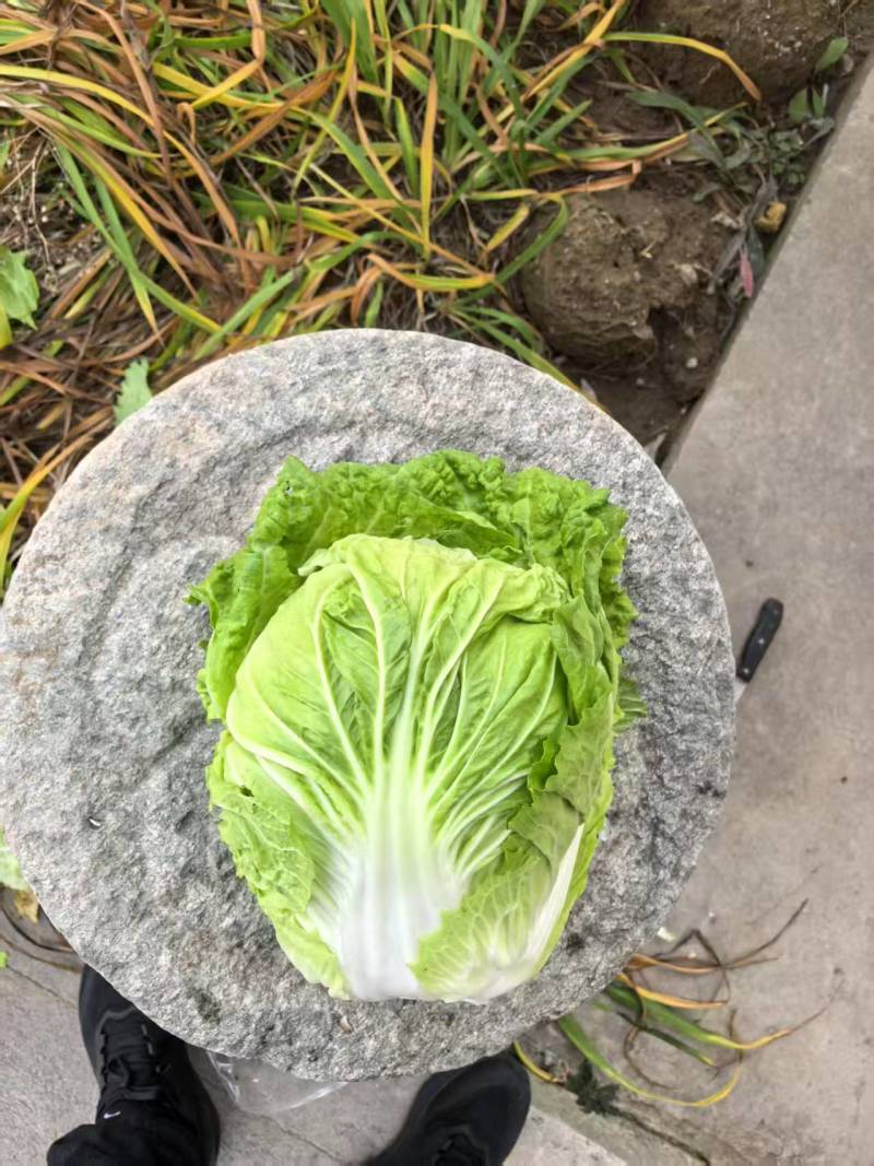 夏季耐热白菜种子夏季耐高温早秋白菜早熟白菜种子