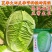 夏季耐热白菜种子夏季耐高温早秋白菜早熟白菜种子