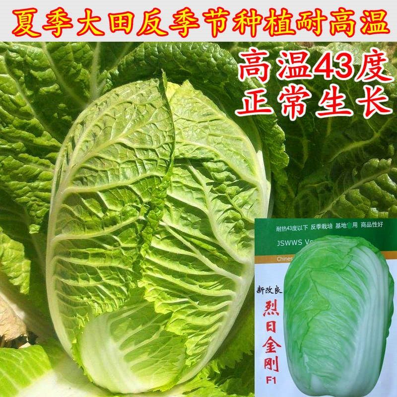 夏季耐热白菜种子夏季耐高温早秋白菜早熟白菜种子