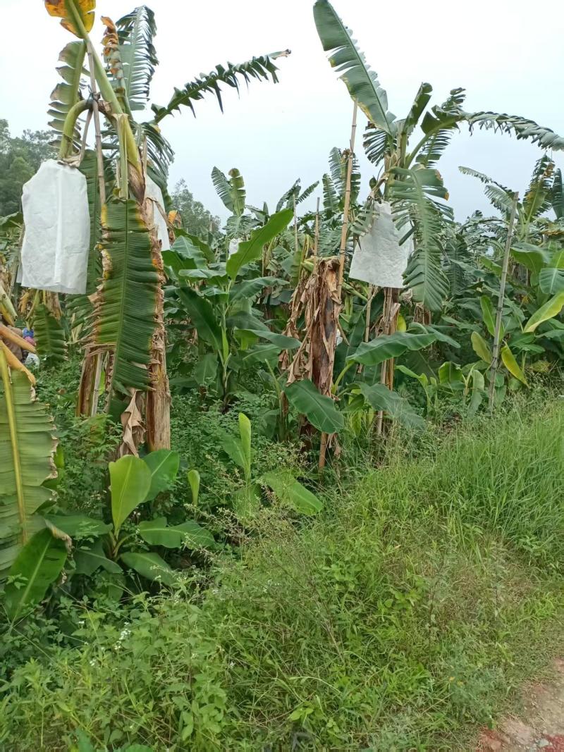 广东精品香蕉苹果蕉基地直供货源充足量大供全国商