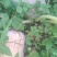 头茬南瓜