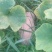 头茬南瓜