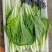 奶白菜小白菜快菜货源稳定一手货源常年供货