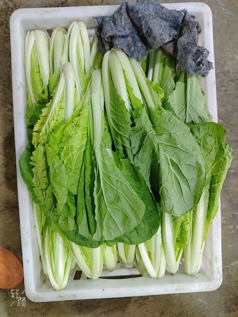 奶白菜小白菜快菜货源稳定一手货源常年供货