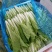 奶白菜小白菜快菜货源稳定一手货源常年供货