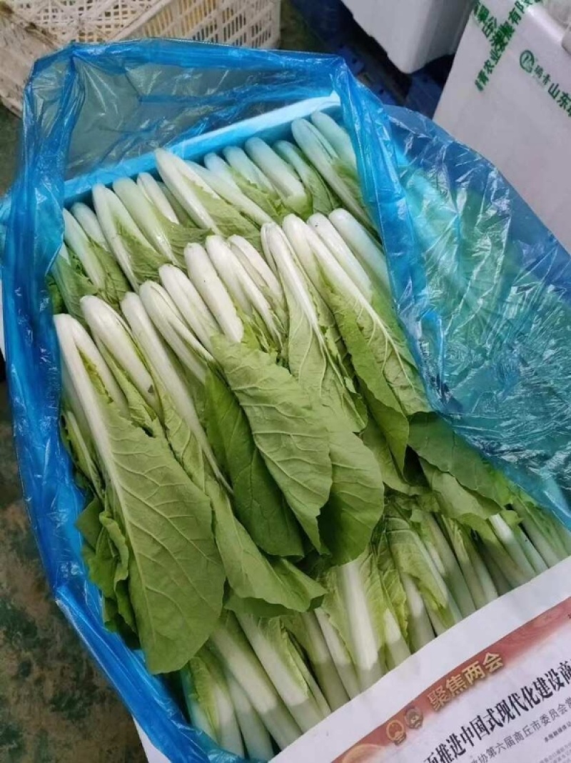 奶白菜小白菜快菜货源稳定一手货源常年供货