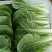 奶白菜小白菜快菜货源稳定一手货源常年供货