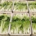奶白菜小白菜快菜货源稳定一手货源常年供货