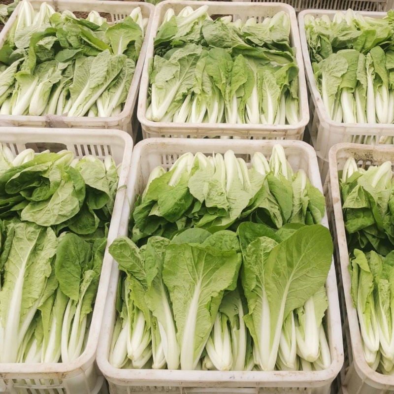 奶白菜小白菜快菜货源稳定一手货源常年供货