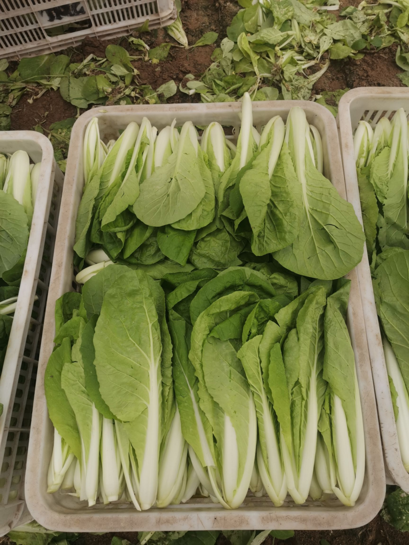 奶白菜小白菜快菜货源稳定一手货源常年供货