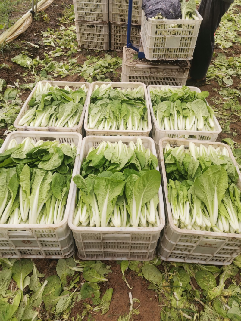 奶白菜小白菜快菜货源稳定一手货源常年供货